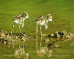 Mostra fotografica "Natura in Valdinievole: le gemme del Padule di Fucecchio e del Montalbano": Dal 24 marzo al 9 settembre 2018 al Museo